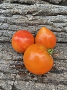 Oksana's Heart F5/Pomidor Kolekcjonerski  45