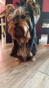 Yorkshire terrier. piesek 2kg 