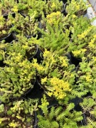 Rozchodnik ostry żółty niski P9 