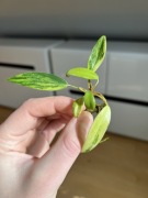 Philodendron Strawberry Shake