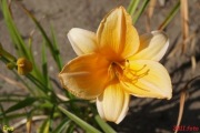 Hemerocallis / Liliowiec: Ewa