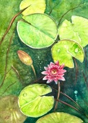 Różowe lilie wodne akwarela 30*42 cm