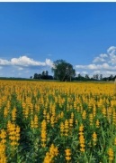 Łubin żółty szerokolistny mister ostatnie 5kg