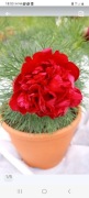 Piwonia tenuifolia koperkowa pelna