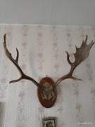 Poroże danieli, dwie sztuki, 55 cm i 65 cm szer.