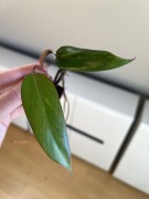 Philodendron Strawberry Shake
