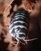 Armadillidium maculatum, isopody, 10 szt.