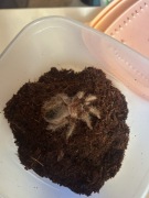 Ptasznik Tliltocatl Abopilosus nicaragua 3DC Samica