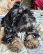 Rasowe szczenięta lhasa apso - ZKwP/FCI