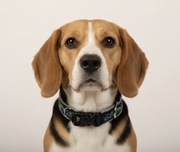 Miękka obroża HANDMADE z polarem | Rozmiar S-M (32-38 cm)-Zielony Ornament