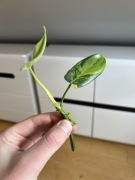 Philodendron Bipennifolium Variegata
