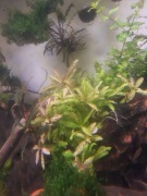 Hygrophila polysperma