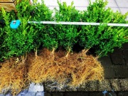 Sadzonki bukszpan 35-45 cm 