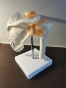 Model anatomiczny stawu ramiennego człowieka