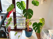 Przepiękna monstera dziurawa deliciosa 130cm