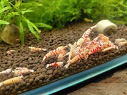 Krewetki red fancy 10szt