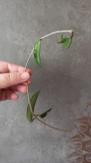 Hoya stoneana z nadwyżki 