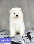Samoyed szczeniak ZKwP FCI szczenię 