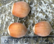 Orzech laskowy- owoc średniej wielkości- sadzonka 