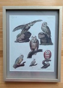 Miedzioryt kolorowany akwarelą SOWY