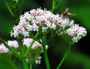 Korzeń kozłka lekarskiego - zmielony