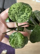 HOYA Acuta EPC-997 heart stabile pink splash cordate leaves