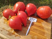 BELGIAN HEART nasiona Pomidor Kolekcjonerski