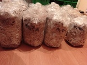 Grzybnia Boczniak Ostrygowaty - zaszczepiacz