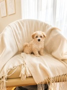 Maltipoo suczka F1 mama maltańczyk tata pudel toy 