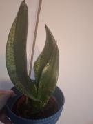Sansevieria Silver Flame