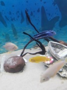 Akwarium Juwela 240l 