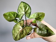 Syngonium Matcha Sprinkle hydroponika nr2