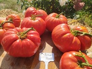 COLOSSO DI RODI nasiona Pomidor Kolekcjonerski