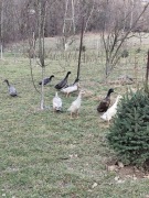 Jajka lęgowe biegusa spożywcze jaja kacze lęgowe spożywcze