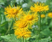 Smotrawa okazała / Telekia speciosa