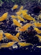 Yellow King Kong OE - krewetki Caridina