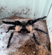 MONOCENTROPUS BALFOURI  2DC  __6 Sztuk__ Do Grupówki