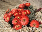 Kaktusy Rebutia Mediolobivia haagei LF 219