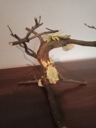 LIŚCIEC OLBRZYMI - Phyllium giganteum