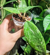 Hoya Wibergiae Large Leaves - rosnąca