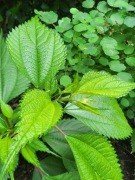 Bemeria / Boehmeria sieboldiana