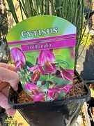 Żarnowiec CYTISUS różne odmiany DOSTAWA 