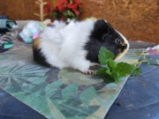 Świnka morska – młoda, oswojona, zadbana (samiec)