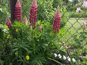 Łubin trwały Lupinus polyphyllus mix 200 dużych nasion