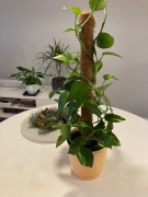 Epipremnum aureum - rozmiar XL - 70 cm