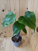 Monstera marmorata regres 