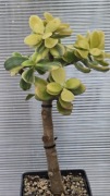 Grubosz Crassula Hummel's Ghost 
