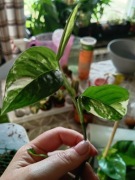 monstera lechleriana mint-cięty szczyt