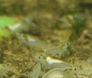 Krewetki Biała perła 10szt woda kranowa + ogrzewacz pokarm, mech gratis 