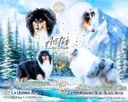 Owczarek Szkocki długowłosy szczeniaki po Championach